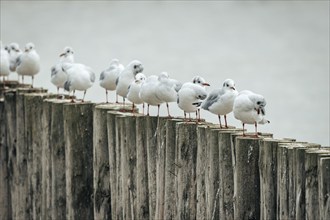 Group of seagulls (Larinae) on wooden poles in a quiet scene, Lake Neusiedl, Burgenland, Austria,