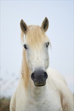 Close-up of a white Camargue horse with light-coloured mane and gentle expression, summer,