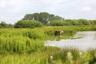 Cattle grazing Boyton marshes RSPB wetland, Boyton, Suffolk, England, UK