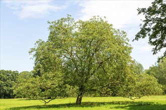 Walnut tree, Juglans regia, growing in field, Sutton, Suffolk Sandlings, England, UK