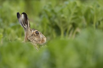 European brown hare (Lepus europaeus) adult animal in a farmland sugar beet field, England, United