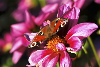 Peacock butterfly (Inachis io) on a dahlia, October, Saxony, Germany, Europe