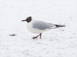 Black-headed Gull (Larus ridibundus), adult bird on snow covered field, amongst falling snow,