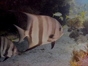 Striped fish, Atlantic spadefish (Chaetodipterus faber), swimming in a school, surrounded by corals