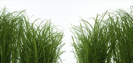 Blades of grass in front of a white background, studio shot