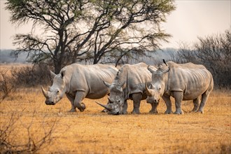 Southern white rhinoceros (Ceratotherium simum simum), three rhinos in the evening light, Khama