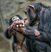 Animal portrait, Western chimpanzee (Pan troglodytes verus) playing with young, captive,