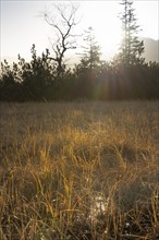 Tall grasses illuminated by the setting sun in front of a row of trees, Salzburg, Austria, Europe