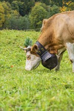 Cow on a green meadow with traditional bell and decorated horns, Lauterbrunnen, Switzerland, Europe