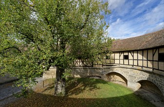 Tree in the inner courtyard of the Spitalbastei at the Spitaltor gate in the old town centre of