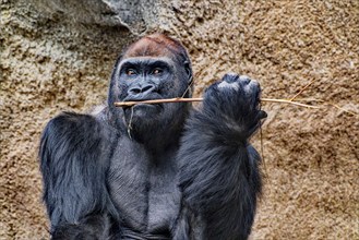 Western lowland gorilla (Gorilla gorilla gorilla), animal portrait, adult, male, silverback,