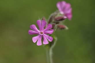 Red campion (Silene dioica), close-up of a flower in a meadow, Wilnsdorf, North Rhine-Westphalia,