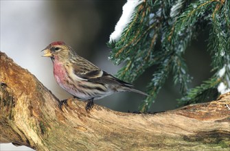 Redpoll (Acanthis flammea) at the feeding site, Allgäu, Bavaria, Germany, Allgäu, Bavaria, Germany,