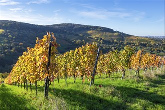 Autumnal vineyards with colourful leaves under bright sunshine in a hilly landscape, Strümpfelbach,