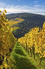 Yellow vineyards stretch over hills under a clear sky in an autumnal landscape, Strümpfelbach, Rems