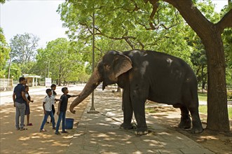 Sri Lankan children stroke the temple elephant in the Buddhist temple Ruhunu Maha Kataragama