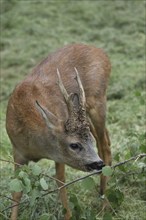 Roe deer (Capreolus capreolus) abnormal buck eating birch leaves, Dalarna, southern Sweden, Europe