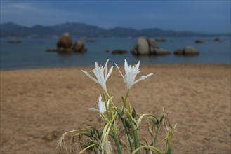 Dune daffodil, Pancratium maritimum, beach lily, lonely beach with granite rocks, sunrise, Spiaggia