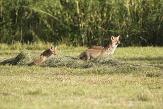 Red fox (Vulpes vulpes) female with young on a mown meadow, Allgäu, Bavaria, Germany Allgäu,