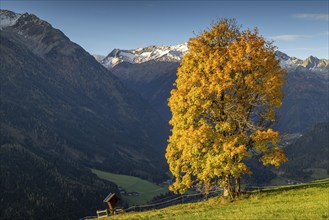 An autumn-coloured tree stands in front of a picturesque mountain panorama, conveying a peaceful