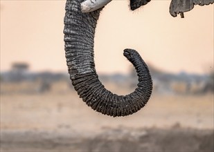 African elephant (Loxodonta africana), adult male, detail, trunk, at sunset, Nxai Pan National