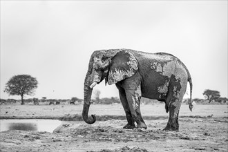 African elephant (Loxodonta africana), adult male, at a waterhole, Nxai Pan National Park,