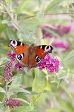 Peacock butterfly (Inachis io) sucking nectar on butterfly bush (Buddleja davidii), in a natural