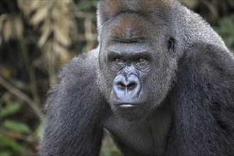 Western lowland gorilla (Gorilla gorilla gorilla), portrait, Réserve Lésio-Louna nature reserve,