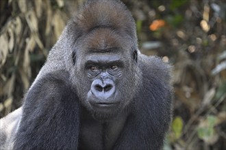 Western lowland gorilla (Gorilla gorilla gorilla), portrait, Réserve Lésio-Louna nature reserve,