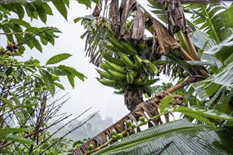 Banana tree, Cocora Valley, Salento, Quindio, Colombia, South America