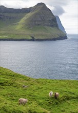 View of a coastal landscape with high, steep mountains, grazing sheep, Vidareidi, Vidoy Island,