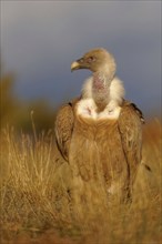 Griffon vulture (Gyps fulvus), portrait, Pyrenees, Catalonia, Spain, Europe