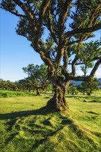 Centuries-old til trees in fantastic magical idyllic Fanal Laurisilva forest on sunset. Madeira