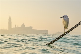 Great egret (Ardea alba) sitting on a chain with the church 'Giorgio Maggiore' in the background at