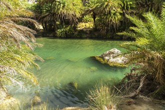 Phoenix theophrasti palms and the river Megalopotamos in the gorge of Preveli, Crete, Greece,