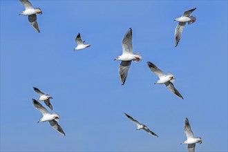 Flock of black-headed gulls (Chroicocephalus ridibundus) seagulls in non-breeding plumage in flight