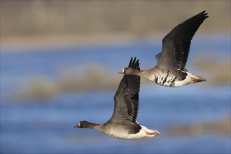 White-fronted Goose (Anser albifrons), Sweden, Europe