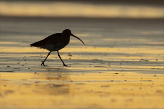 Eurasian curlew (Numenius arquata) silhouette of an adult bird walking on a beach at sunset,