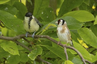 European goldfinch (Carduelis carduelis) and Great tit (Parus major) adult birds in a garden