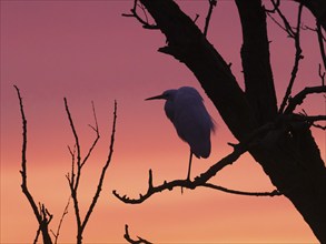 Little Egret (Egretta gazetta), single adult bird, roosting in an old willow tree, against a