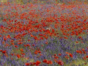 Common Poppies (Papaver rhoeas) and Common Vetch (Vicia caracca), flowering on fallow farmland,