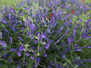 Common vetch (Vicia caracca), flowering at the edge of a field, Hesse, Germany, Europe