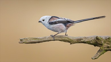 Long-tailed Tit (Aegithalos caudatus) Northern variant, migratory bird, Middle Elbe Biosphere