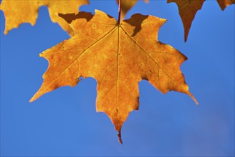 Maple (Acer), in front of a bright blue sky in autumn, New Hampshire, New England, USA, North