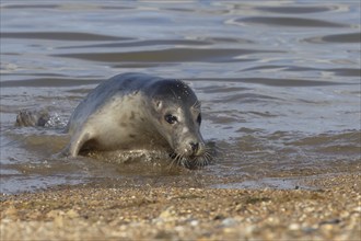 Common seal (Phoca vitulina) adult animal emerging out of the sea onto a beach, Norfolk, England,