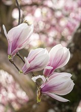 Nature, Park, Plant, Magnolia, Magnolia