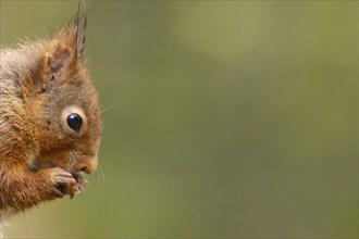 Red squirrel (Sciurus vulgaris) adult animal eating a nut, Yorkshire, England, United Kingdom,