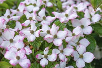 Asian flowering dogwood (Cornus kousa), Bavaria, Germany, Europe