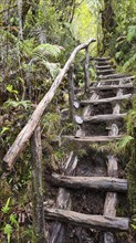 Wooden path in Pumalin National Park, carretera austral, Patagonia, Chile, South America