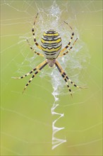 Wasp spider (Argiope bruennichi), also known as zebra spider or tiger spider in a web, Aschendorfer